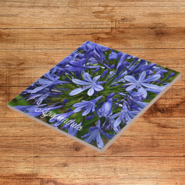 Blue Lily of the Nile Agapanthus Floral Ceramic Tile (In Situ)