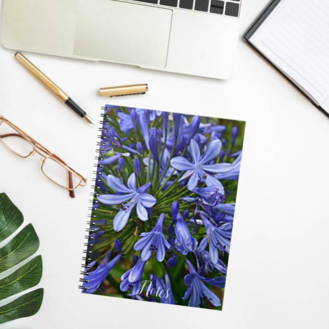 Blue Lily of the Nile Agapanthus Floral Notebook (In Situ)