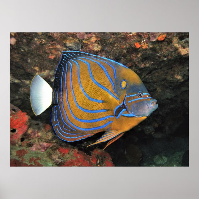 Blue Lined Angelfish Poster (Front)