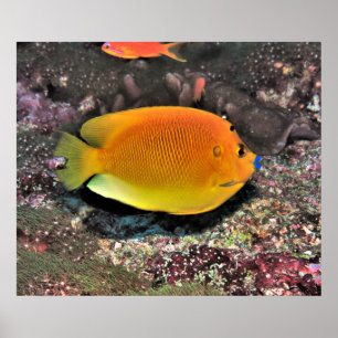 Blue Lip Angelfish Poster