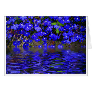Blue Lobelia