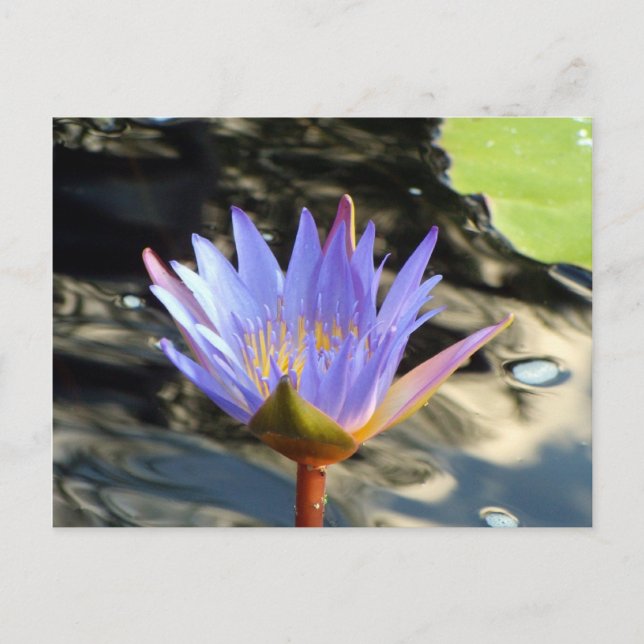 Blue Lotus Postcard (Front)