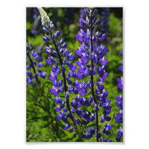 Blue Lupines Photo Print