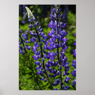 Blue Lupines Poster