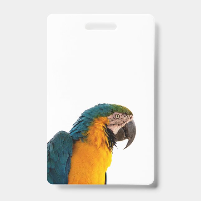 Blue macaw parrot  ID badge (Front)