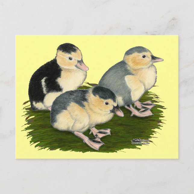 Blue Magpie Ducklings Postcard (Front)