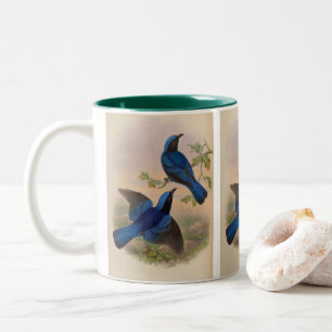 Blue-Mantled Fairy Bluebird by John Gould Two-Tone Coffee Mug