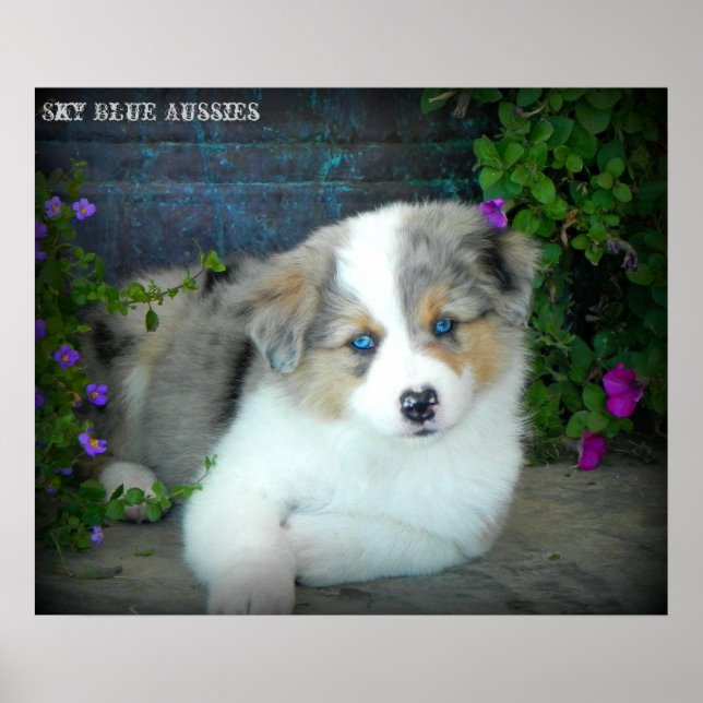 Blue Merle Aussie 3 Puppy Poster (Front)