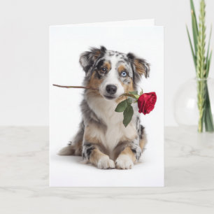 Blue Merle Aussie Valentine – Devoted Love Card