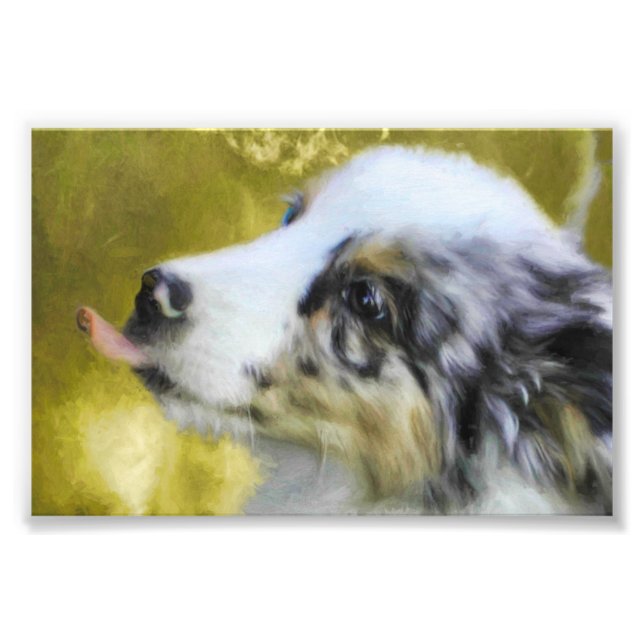 Blue Merle Australian Shepherd puppy 2 Photo Print (Front)