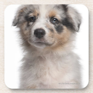 Blue Merle Australian Shepherd puppy close-up Coaster