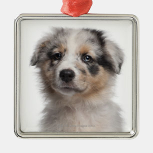 Blue Merle Australian Shepherd puppy close-up Metal Tree Decoration