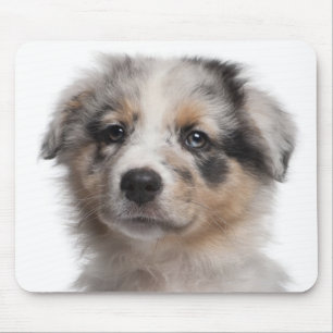 Blue Merle Australian Shepherd puppy close-up Mouse Pad