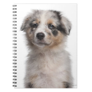 Blue Merle Australian Shepherd puppy close-up Notebook