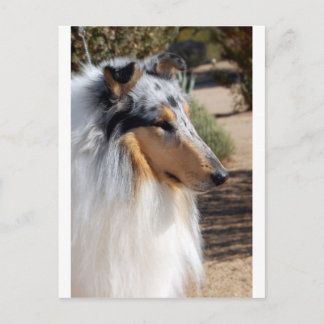 Blue Merle Collie Portrait Postcard
