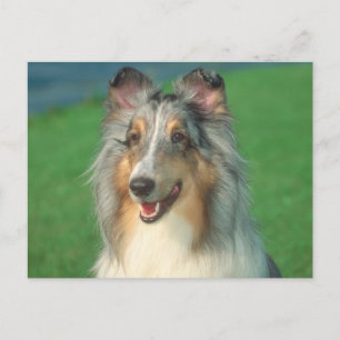 Blue Merle Collie Postcard