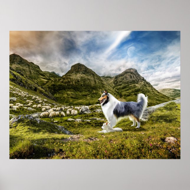Blue Merle Collie Sheep herding in Highlands - Poster (Front)