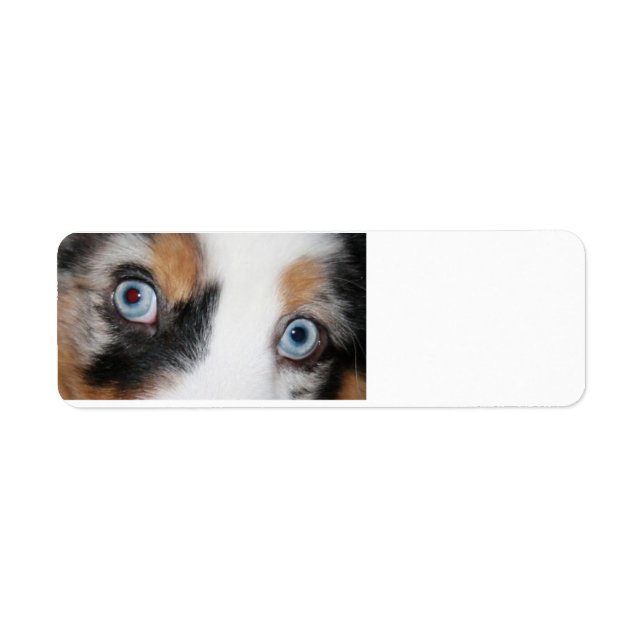 blue merle eyes return address label (Front)