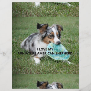 Blue_Merle_Miniature_American_Shepherd love w pict