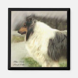Blue Merle Rough Collie Art Gifts Magnet