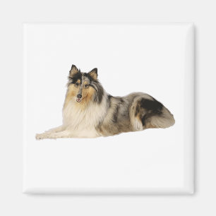 blue merle rough collie laying magnet