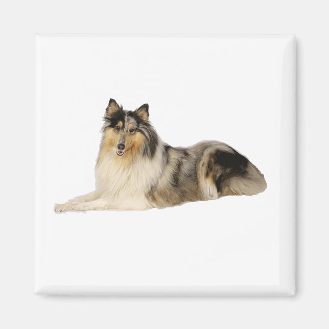 blue merle rough collie laying magnet (Front)