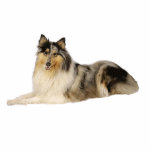 blue merle rough collie laying standing photo sculpture<br><div class="desc">rc</div>