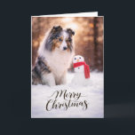 Blue Merle Sheltie Christmas Snowman Holiday Card<br><div class="desc">A peaceful winter holiday scene featuring a beautiful Blue Merle Shetland Sheepdog sitting in fresh snow beside a cheerful little snowman wrapped in a bright red scarf. Soft golden winter light and gently falling snow create a magical seasonal moment that highlights the striking coat pattern and gentle expression Shelties are...</div>
