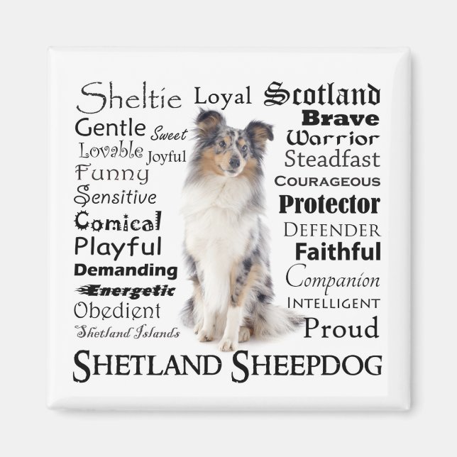 Blue Merle Sheltie Traits Magnet (Front)