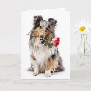 Blue Merle Sheltie Valentine – Gentle Devotion Card