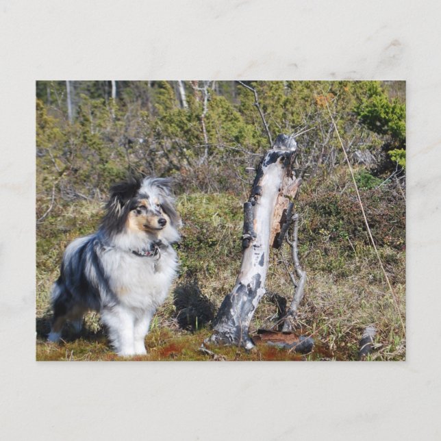 Blue Merle Shetland Sheepdog Dog Postcard (Front)