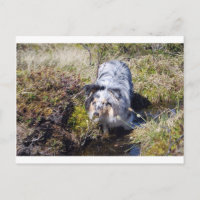Blue Merle Shetland Sheepdog