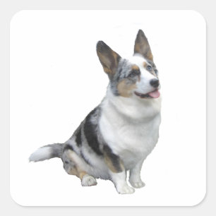 Blue Merle Welsh Corgi Square Sticker