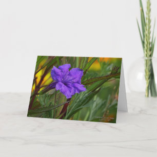 Blue Mexican Petunia Flower (Ruellia brittoniana) Card