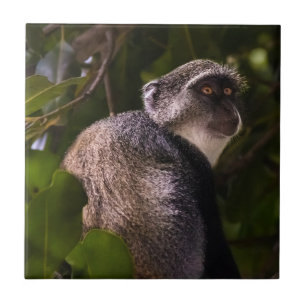 Blue monkey, Zanzibar Ceramic Tile