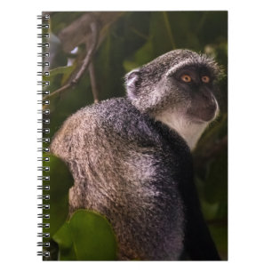 Blue monkey, Zanzibar Notebook