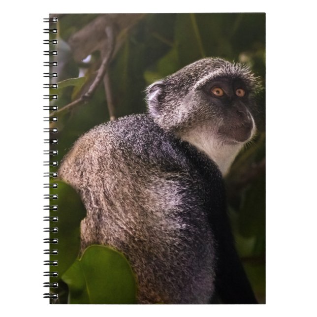 Blue monkey, Zanzibar Notebook (Front)