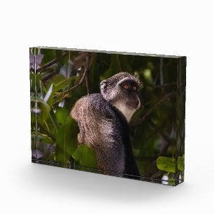 Blue monkey, Zanzibar Photo Block