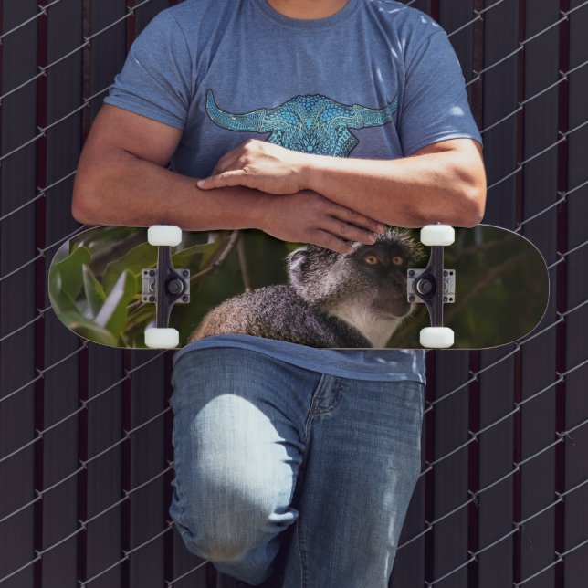 Blue monkey, Zanzibar Skateboard (Outdoor 3)