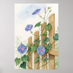 Blue Morning Glory Fence Print   Garden Botanical 