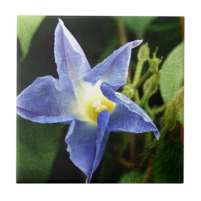Blue Morning Glory Flower Tile (Front)