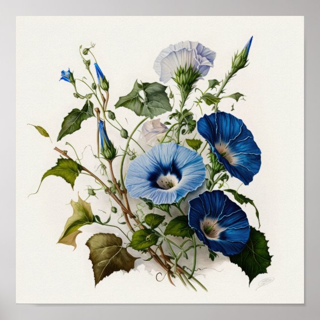 Blue Morning Glory Flowers Art Print Poster (Front)