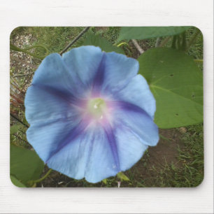 blue morning glory mousepad