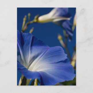 Blue Morning Glory Postcard