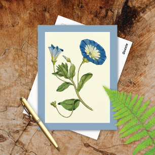 Blue Morning Glory Vine Illustration Postcard