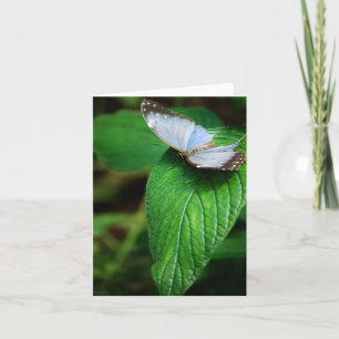 Blue Morpho 112 Card