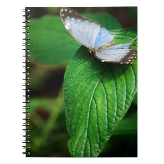 Blue Morpho 112 Notebook (Front)