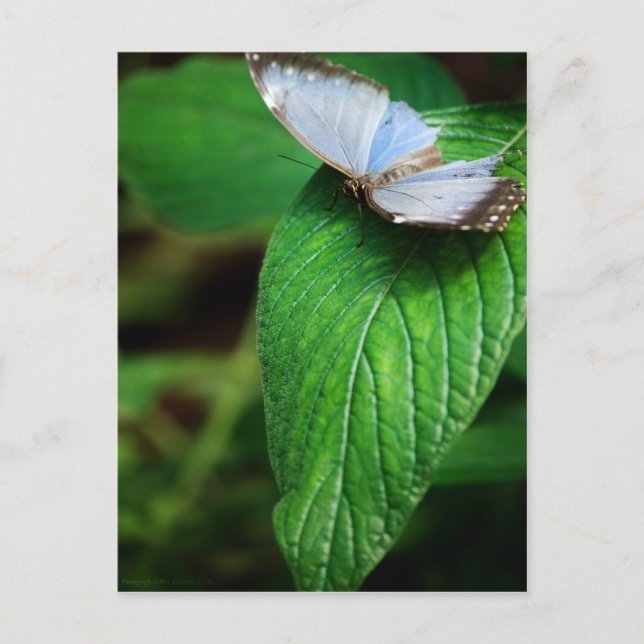 Blue Morpho 112 Postcard (Front)