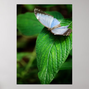 Blue Morpho 112 Print