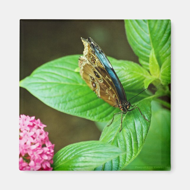 Blue Morpho 143 Magnet (Front)